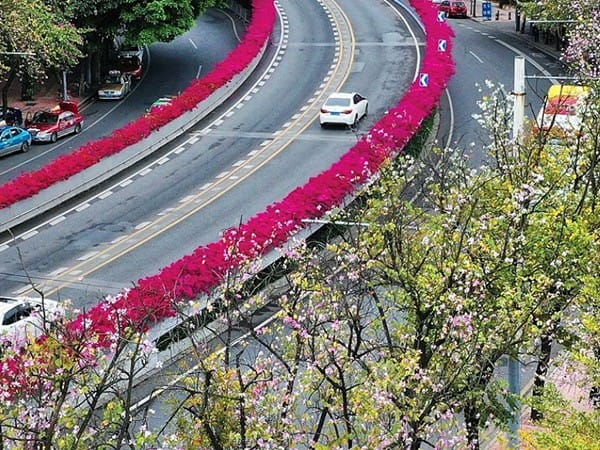 紫叶加拿大紫荆组培快繁程序